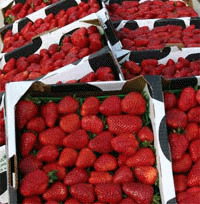 great berries