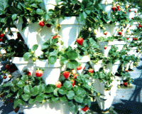 wonderful crops